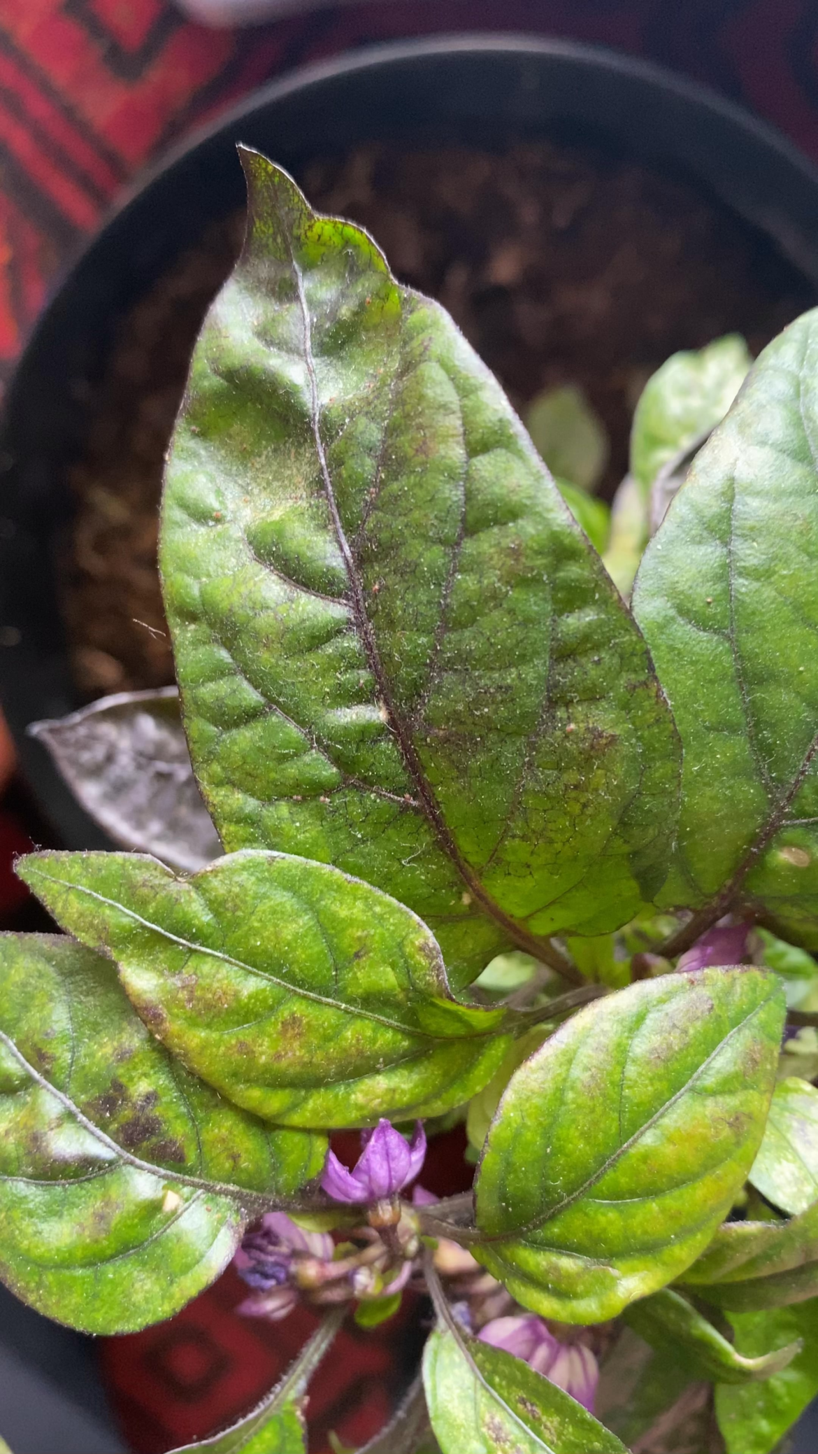 What are your best spider mite treatments?