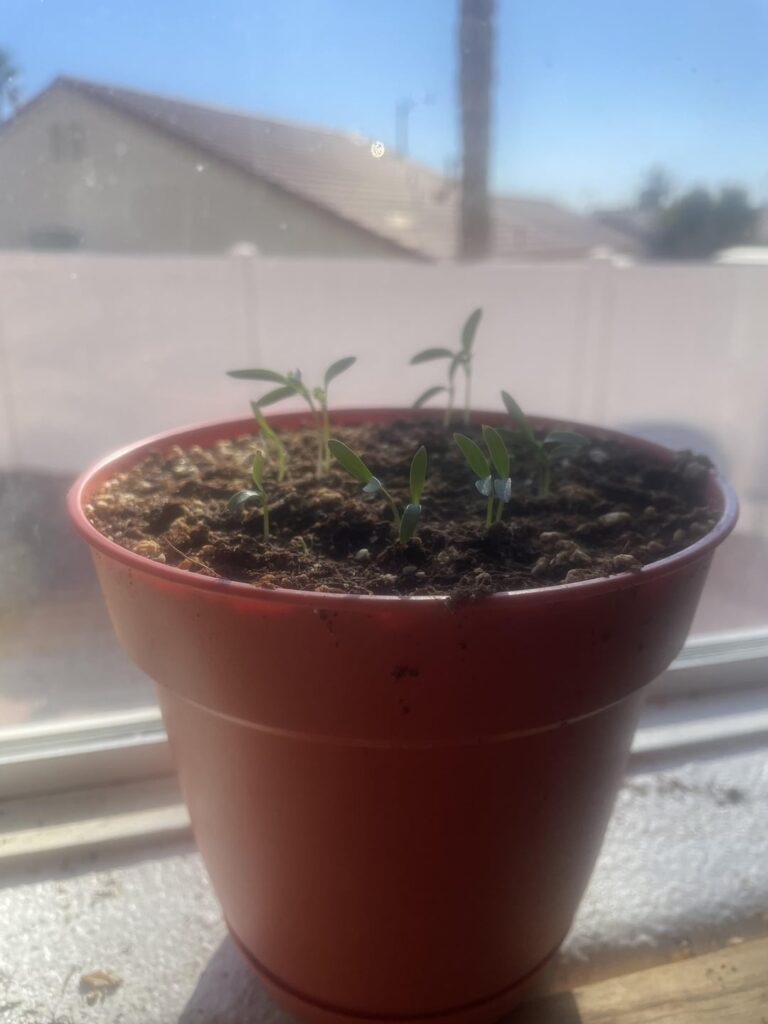 Grew some cilantro , made some chicken tacos