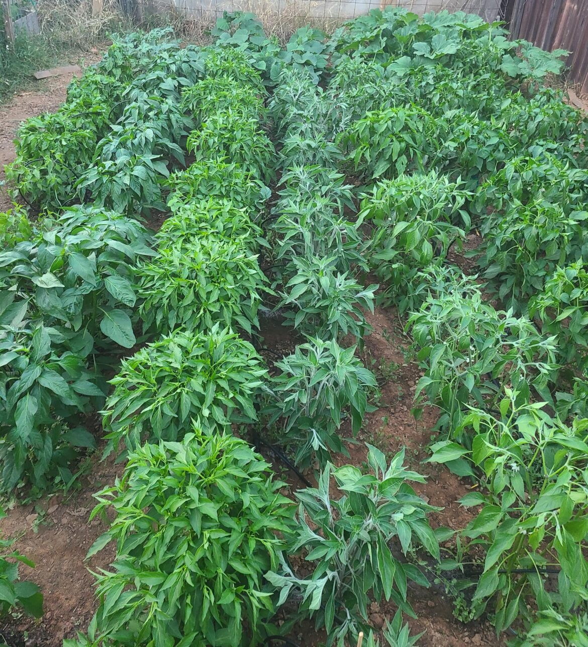 ISO of really hot peppers with similar flavor to jalapenos?