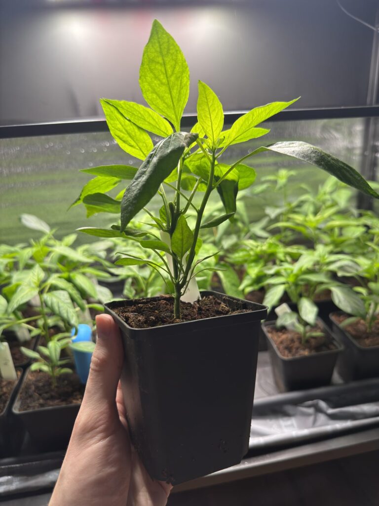 Update: 1 week after topping my plants as a first time grower