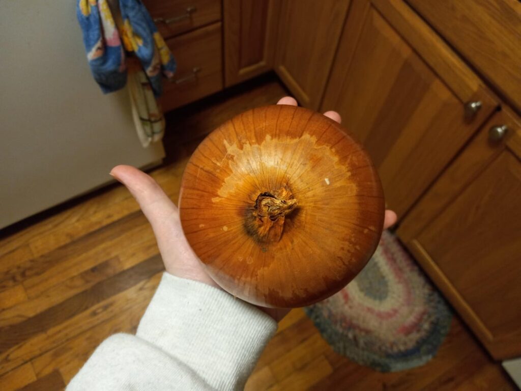 Please, appreciate this GIANT onion I found today.... I think I'm in love