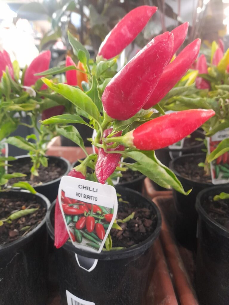 Are these a Tabasco? Are these a Tabasco?