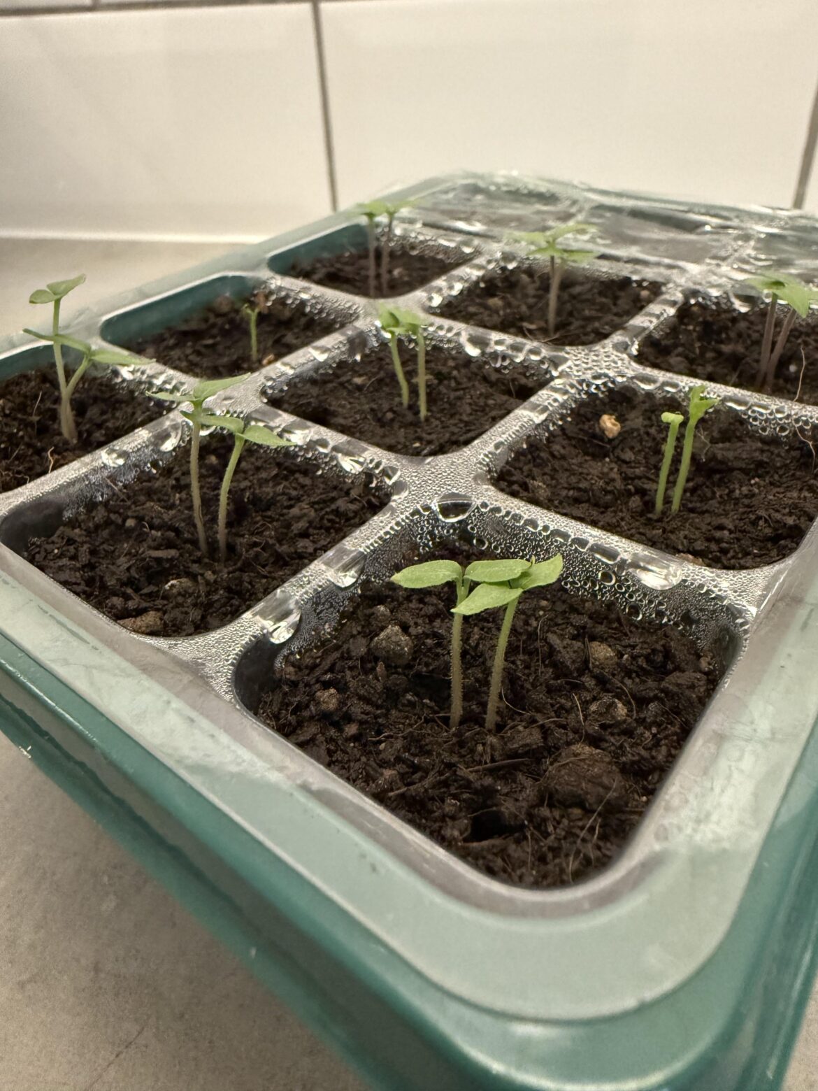 Split or chop seedlings? Split or chop seedlings?