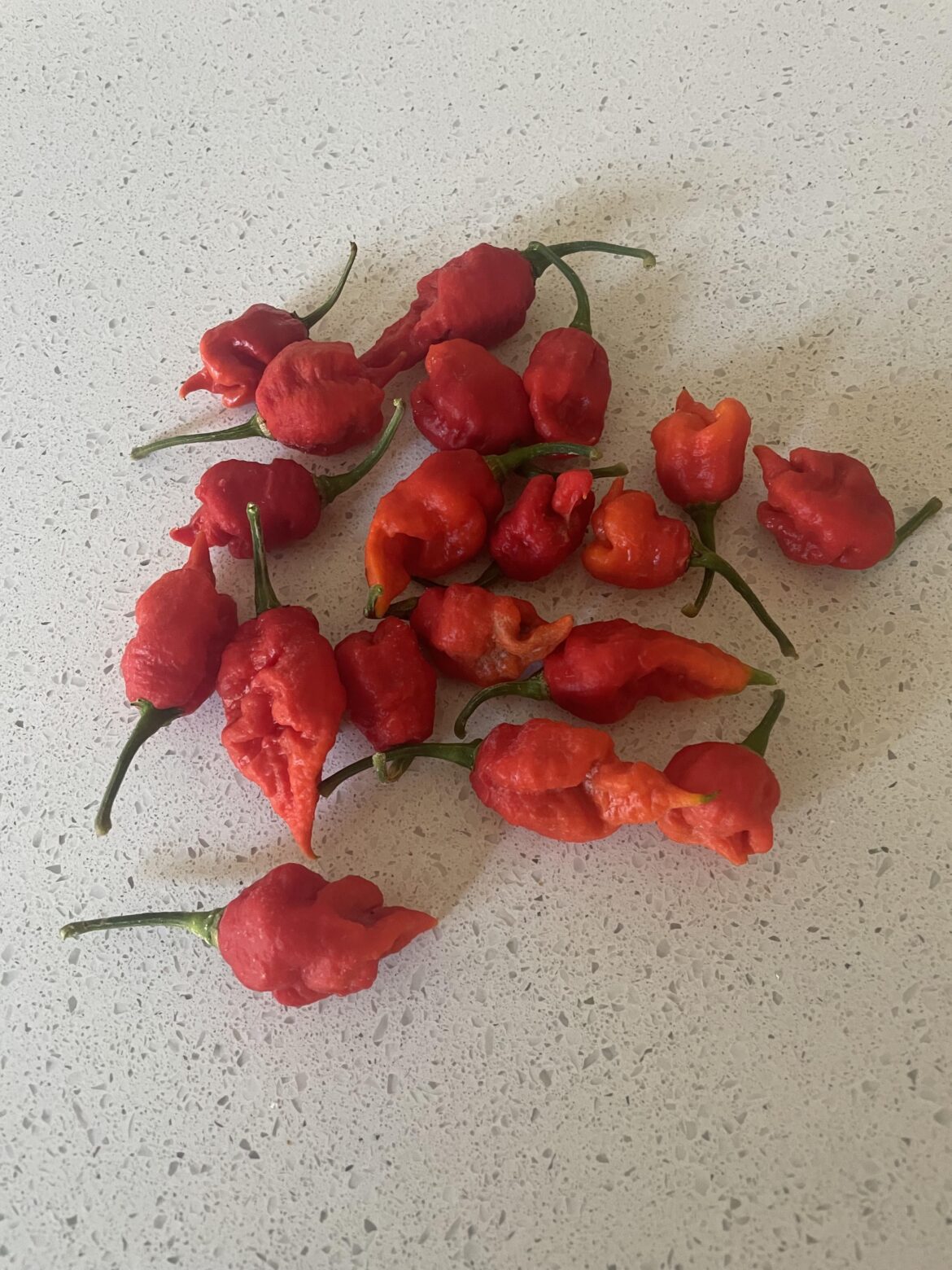 Some spicy boys that grew over winter, zone 9B
