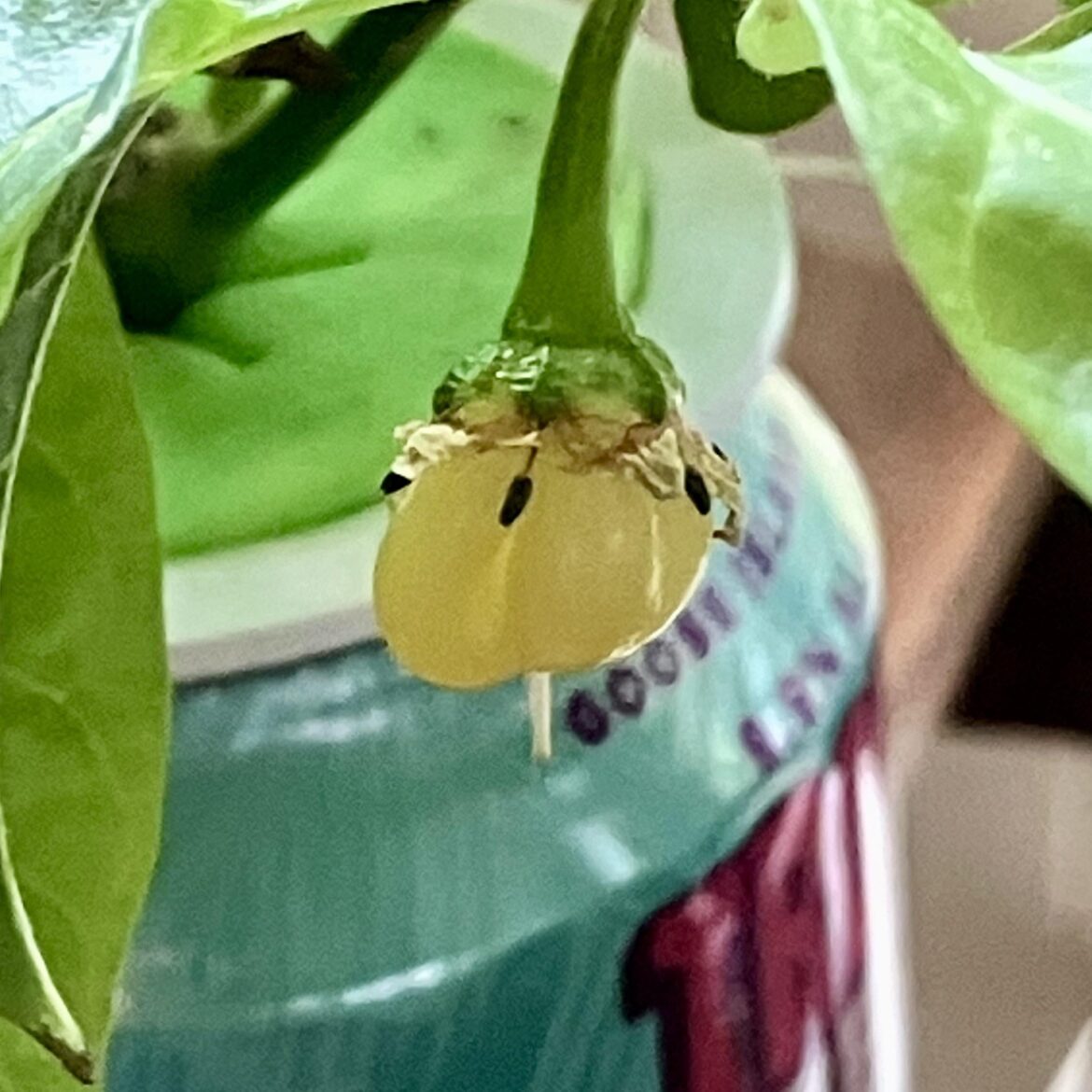 Smallest fully ripened KSLS pepper ever?