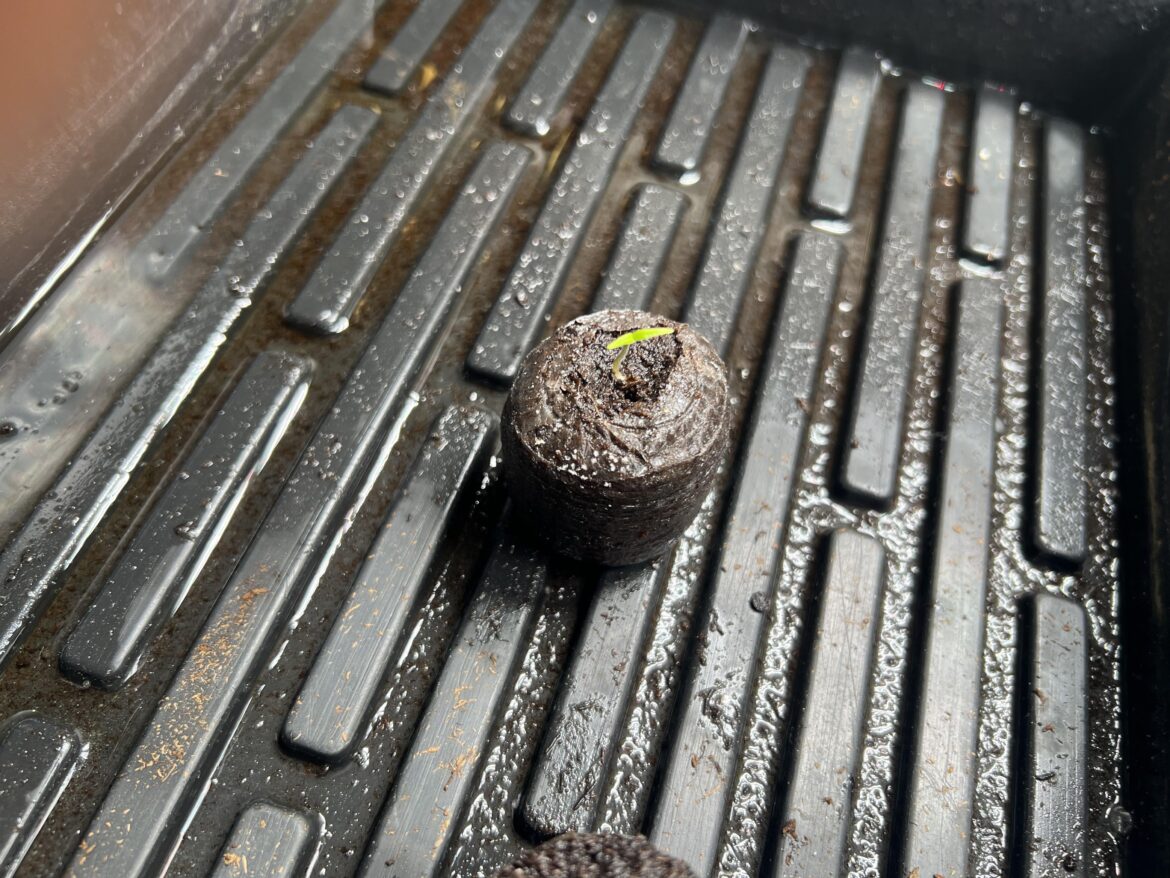 Almost threw this 7 pot primo out Almost threw this 7 pot primo out