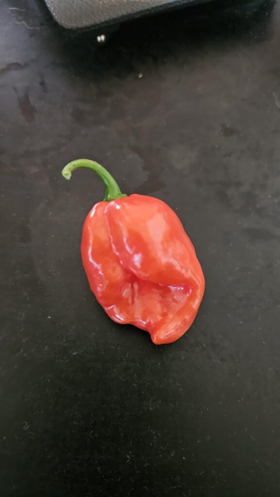 Previous post about what chili I was growing.. it turned orange then Red.