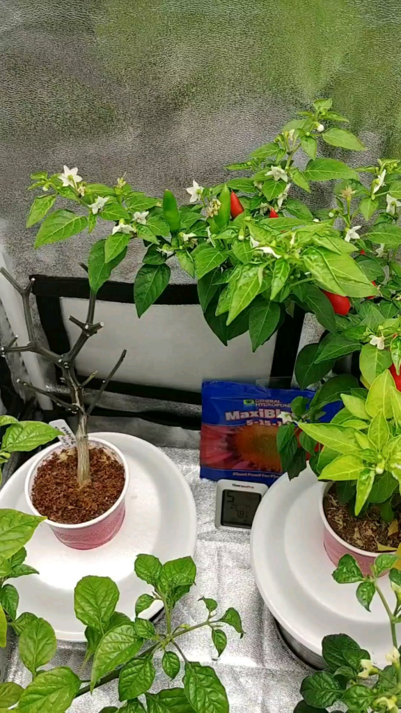 I think im ready to put these outside (kratky peppers) I think im ready to put these outside (kratky peppers)