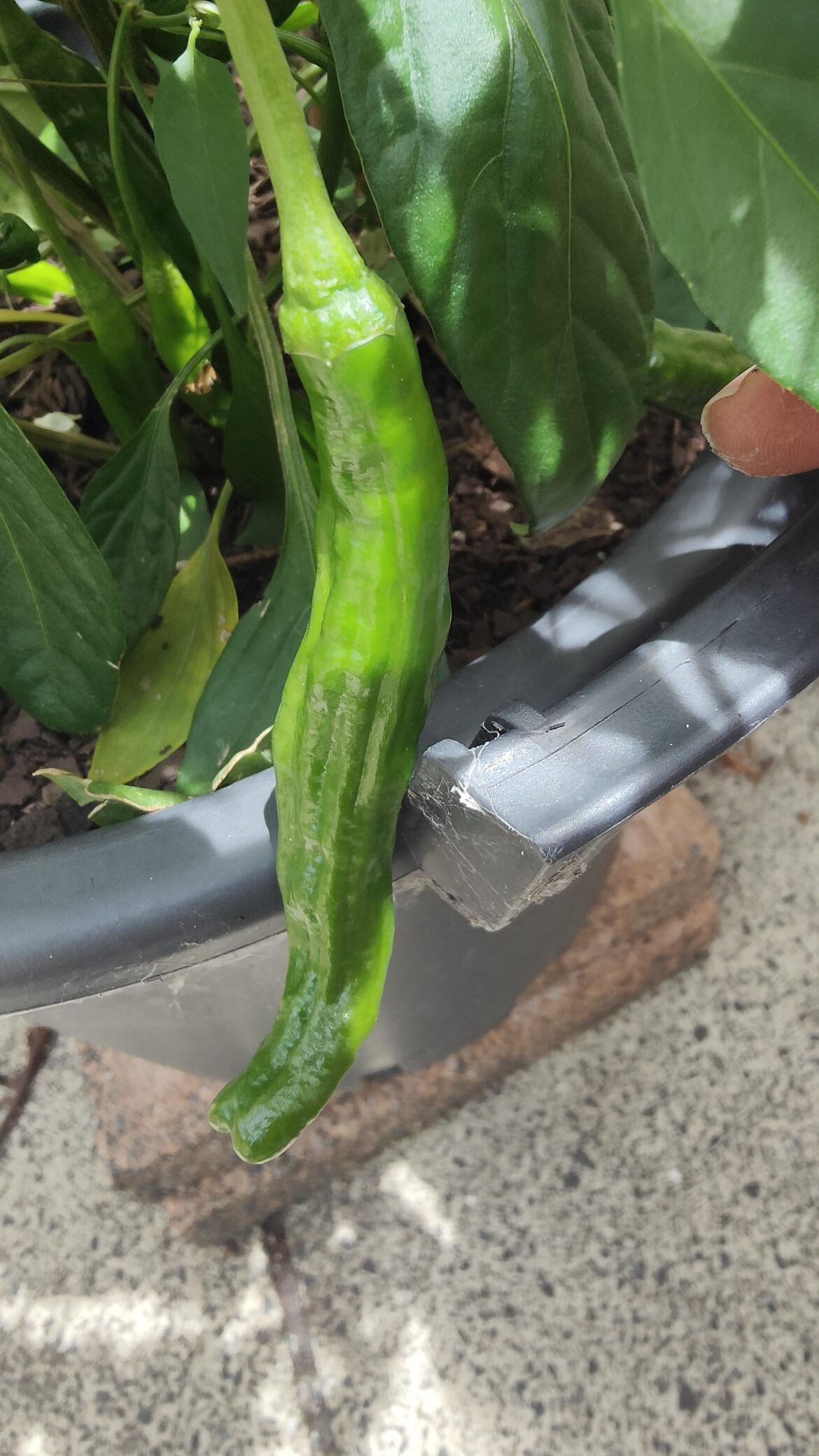 What chilli is this?