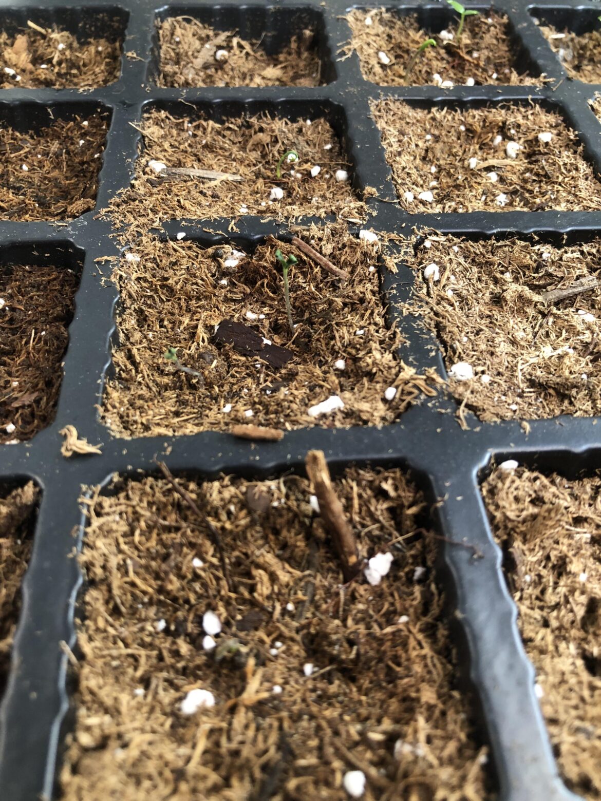 Seedlings shriveling Seedlings shriveling