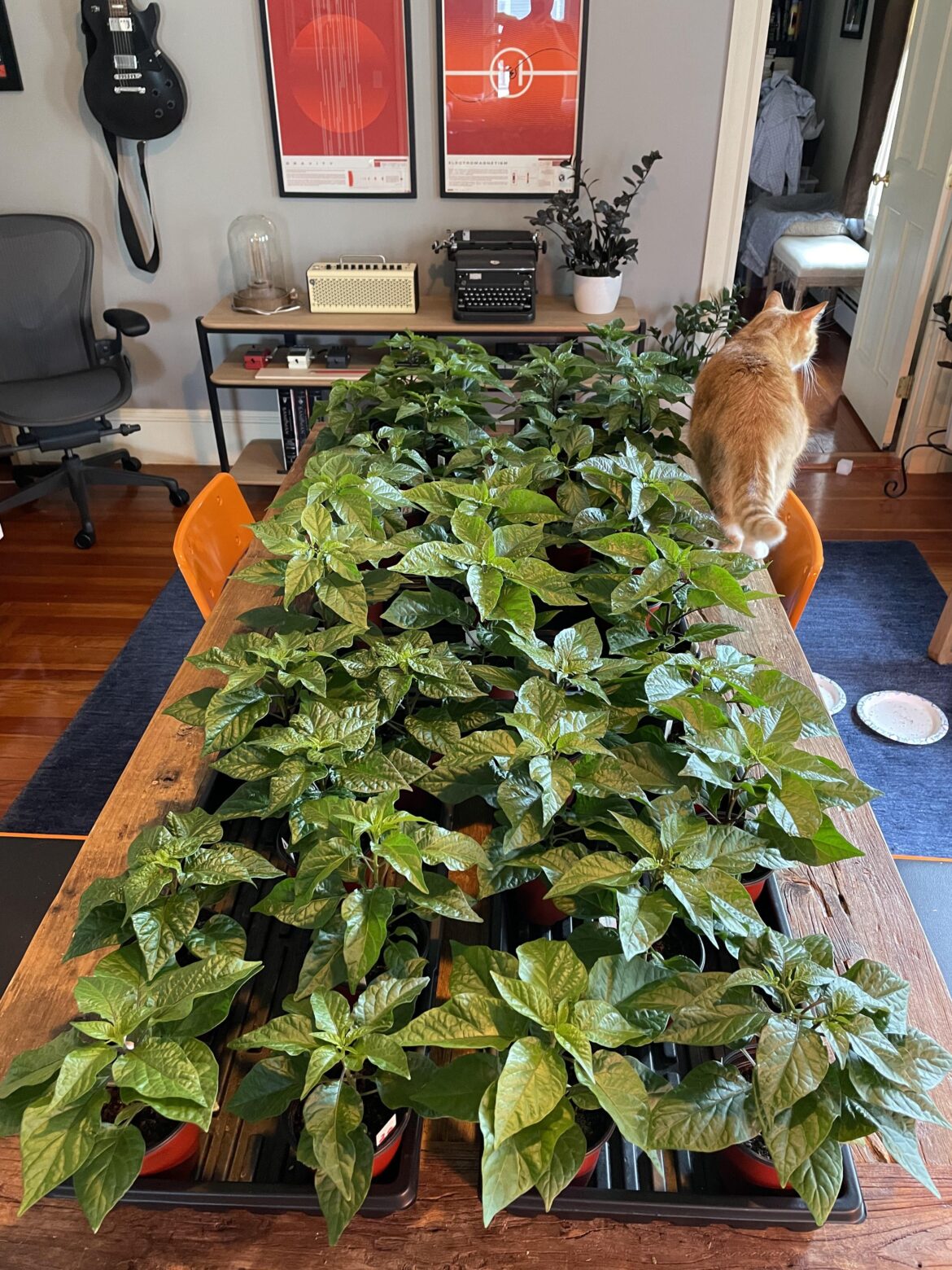 Has anyone taken their hobby to the next step and tried to sell seedlings? (Pic from last year) Has anyone taken their hobby to the next step and tried to sell seedlings? (Pic from last year)