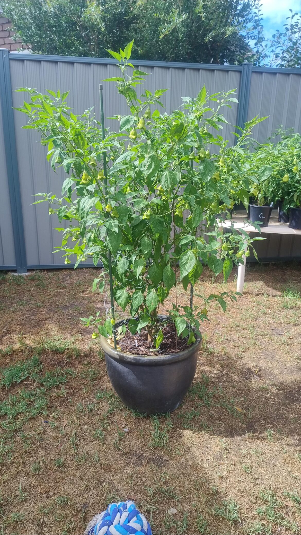 Bishops crown Melbourne aus