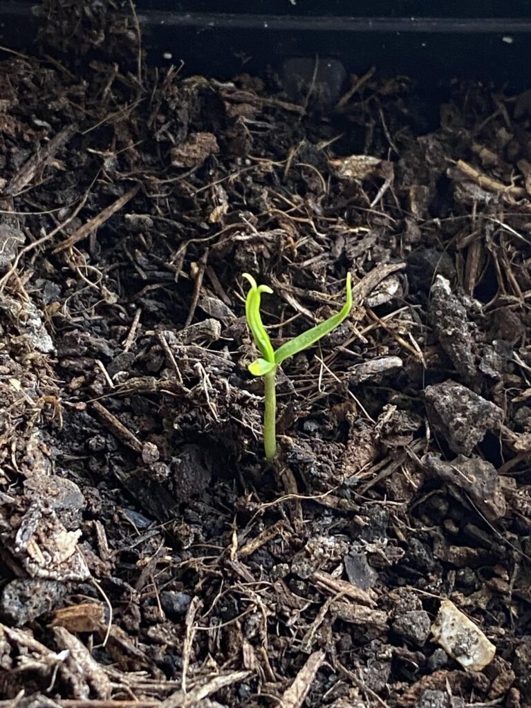 What do you call that?