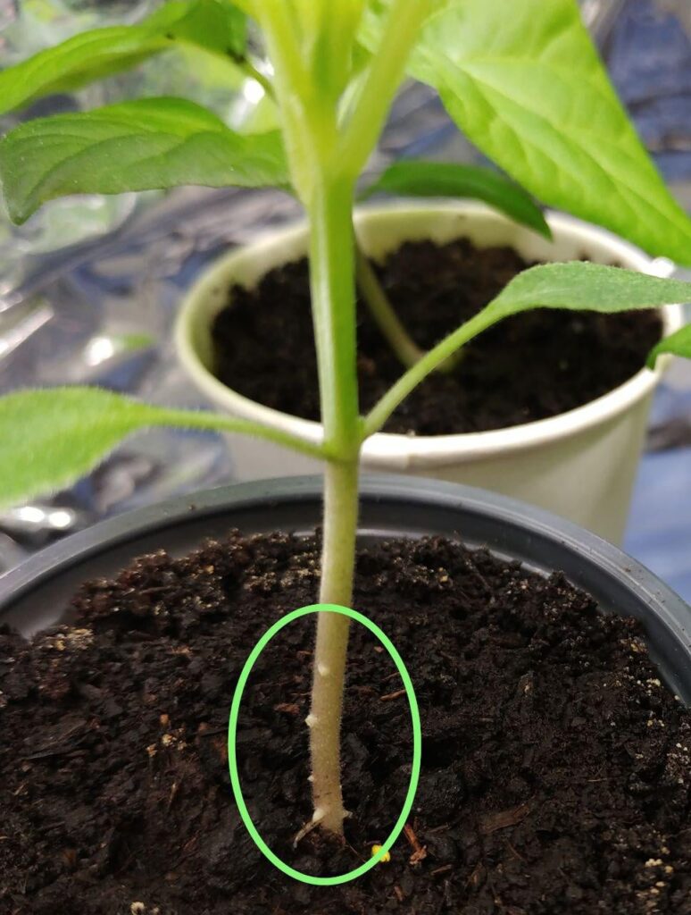 Stem knobs on Sugar Rush Stripey