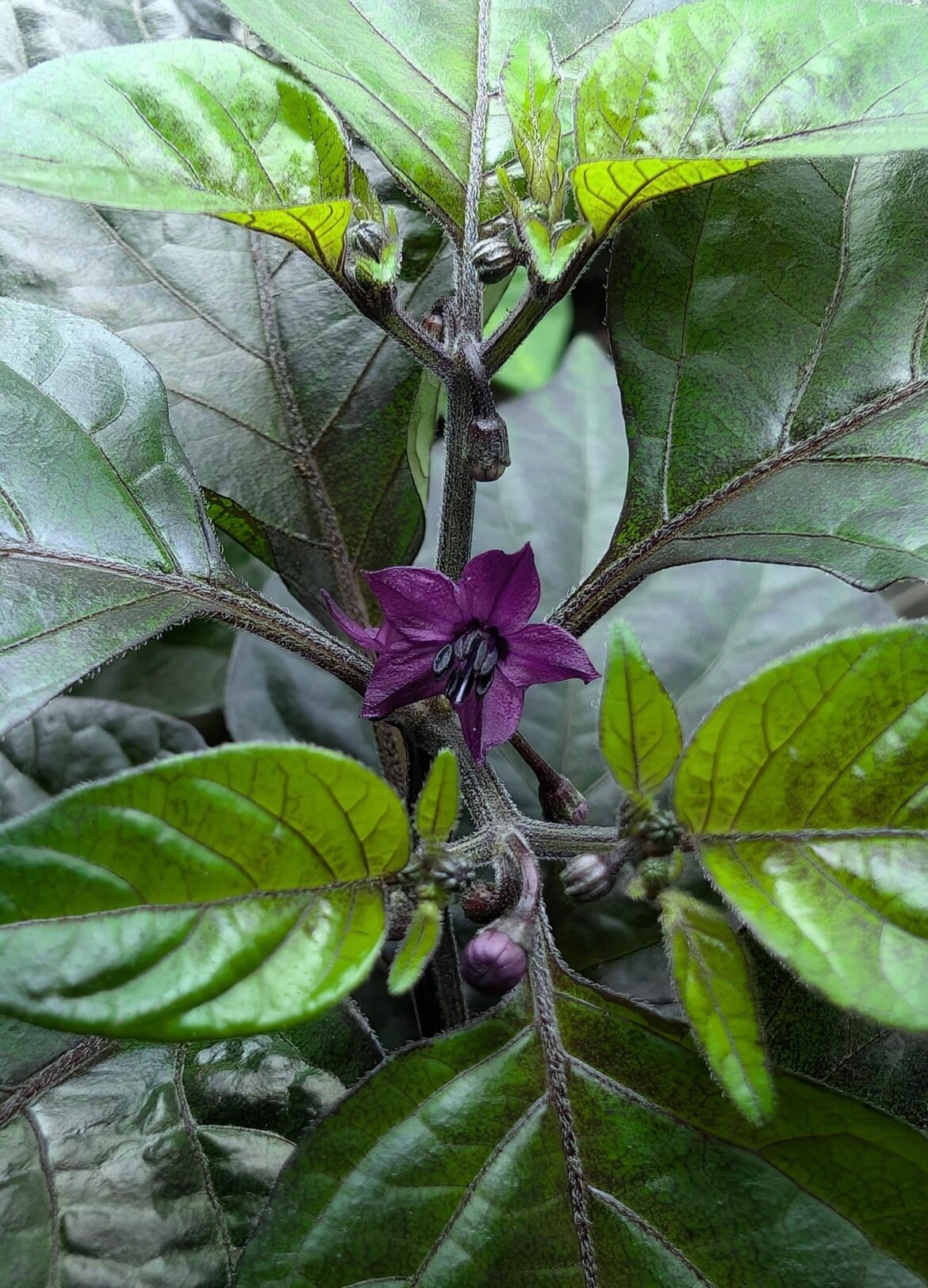Naga smooky rainbow flower. I transplanted and then got a bad cold and came back a week later to these.