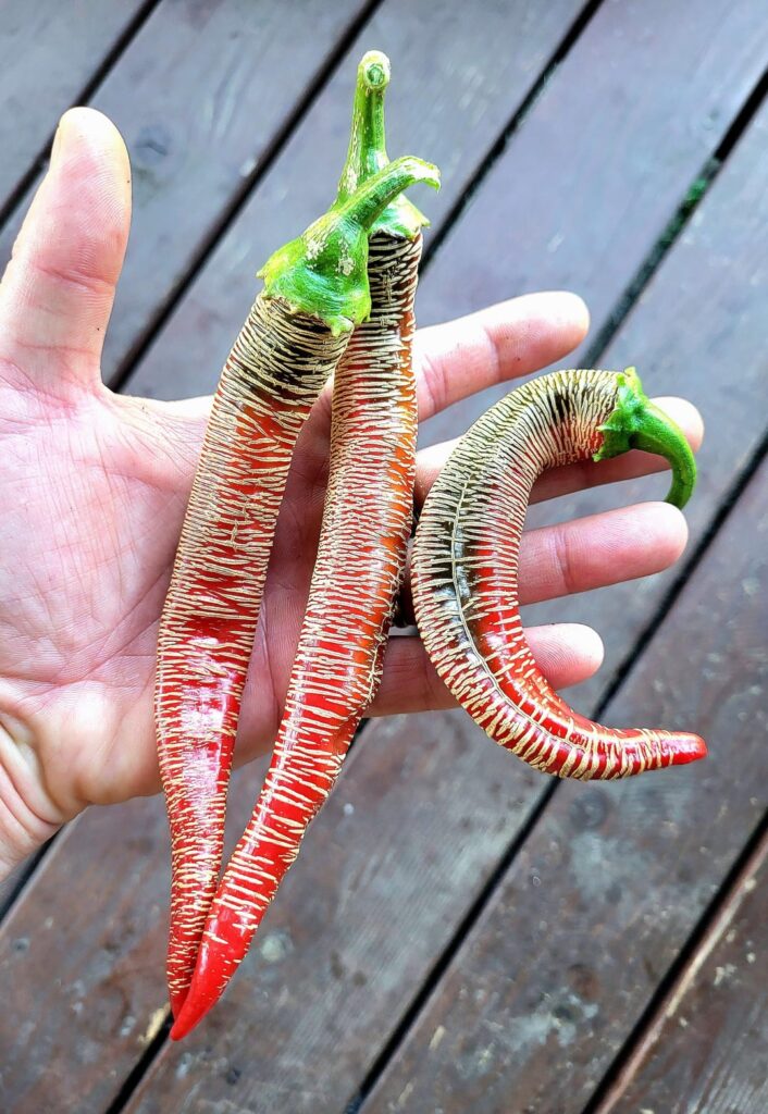 Rehza Ancient Macedonian seeds 40/$8 Rehza Ancient Macedonian seeds 40/$8