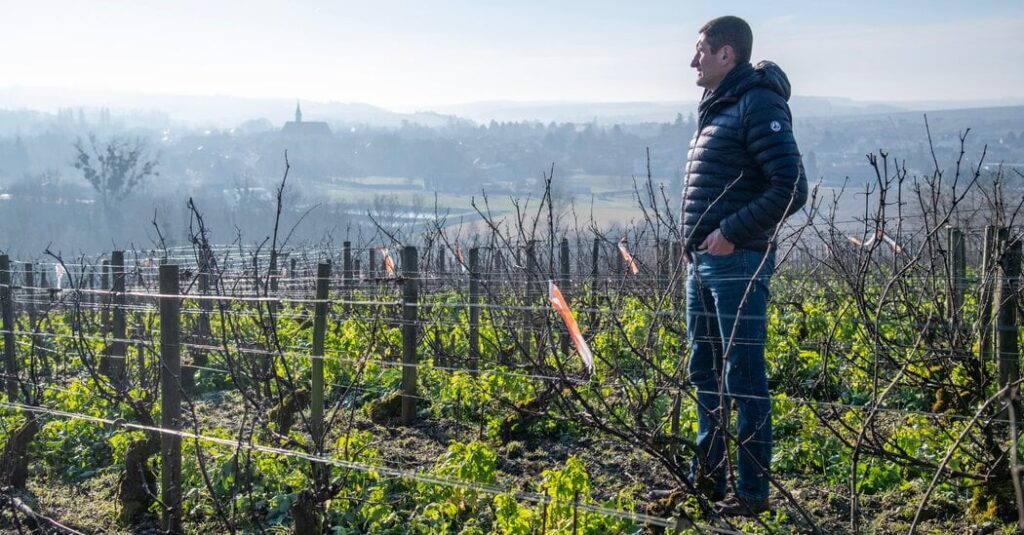 Chablis in the face of  climate change.