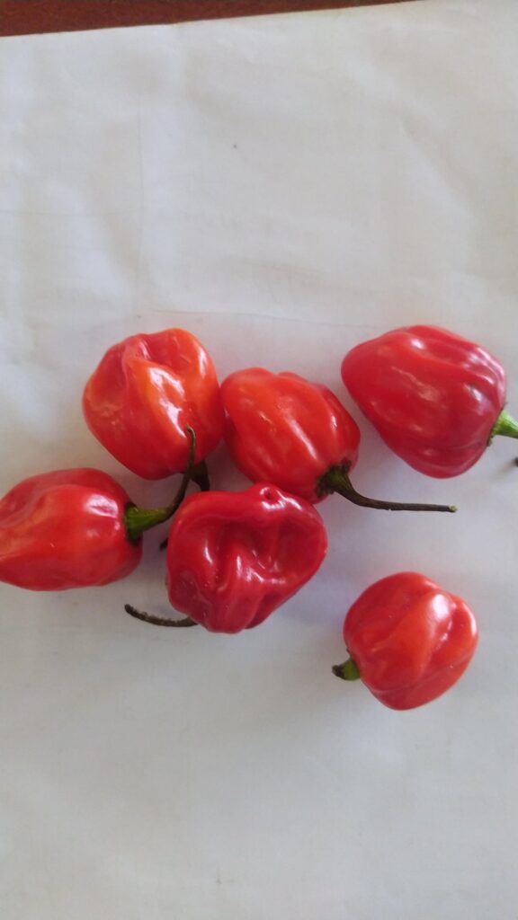 Habaneros?