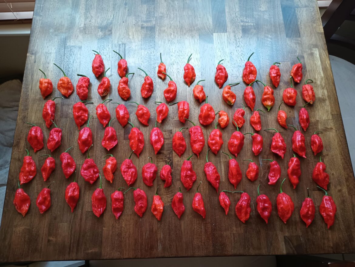Bhut Jolokia, still my favorite pepper to grow!
