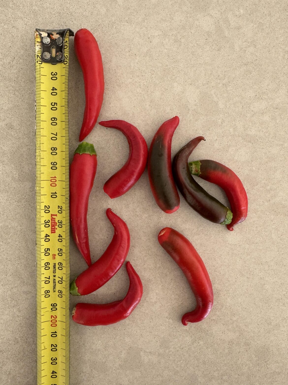 I've been growing these for ~20 years but don't know what they are.  Could someone please let me know? Thanks