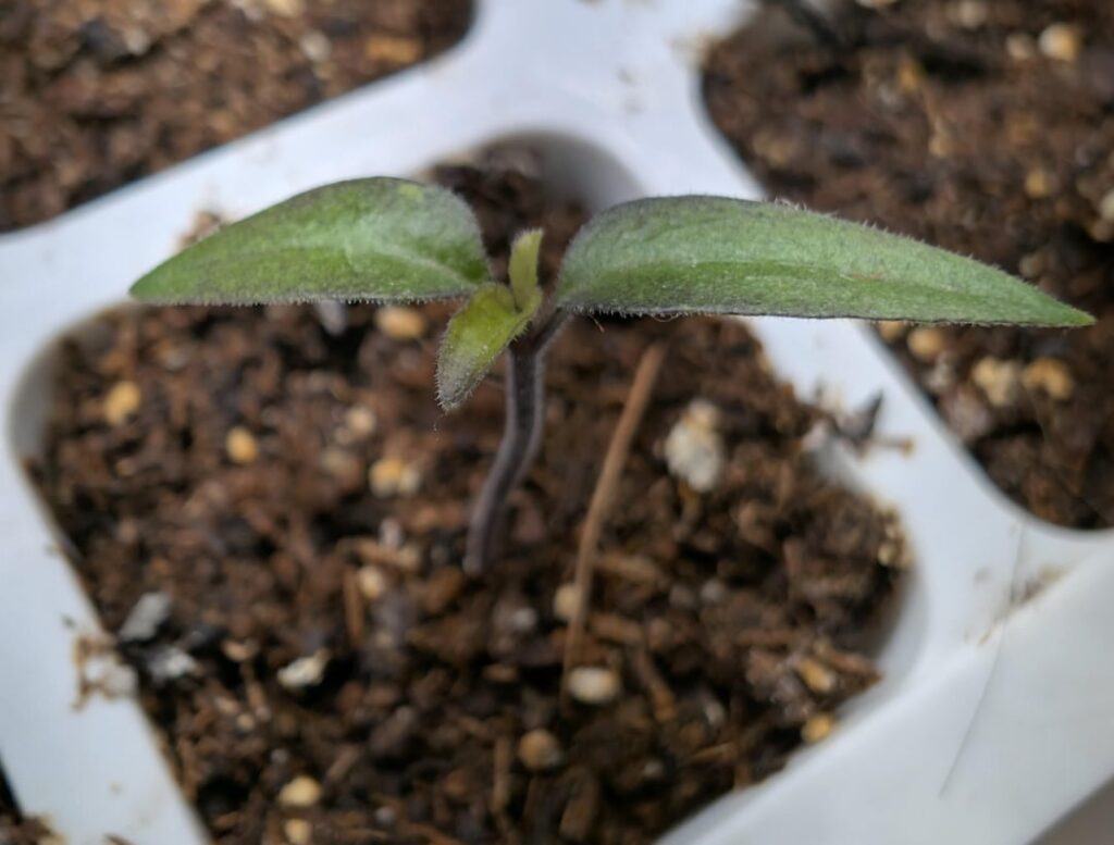 First true leaves coming in exactly 2 weeks after planting seeds