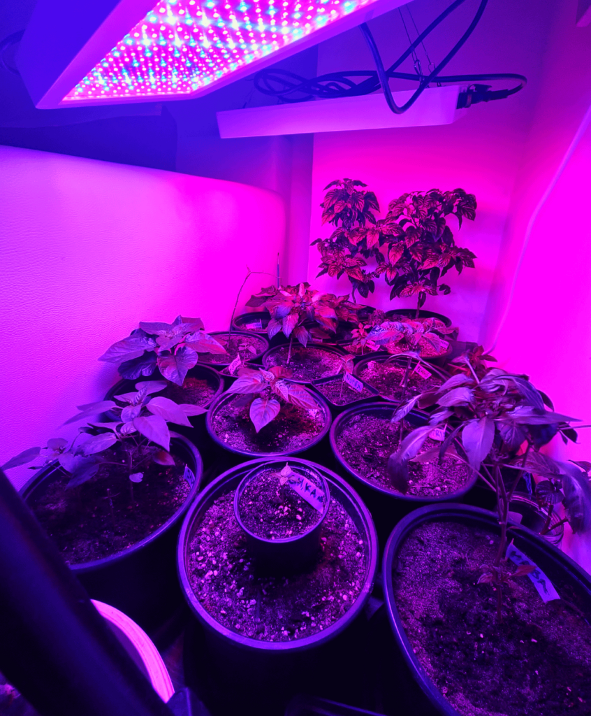 My peppers from October My peppers from October