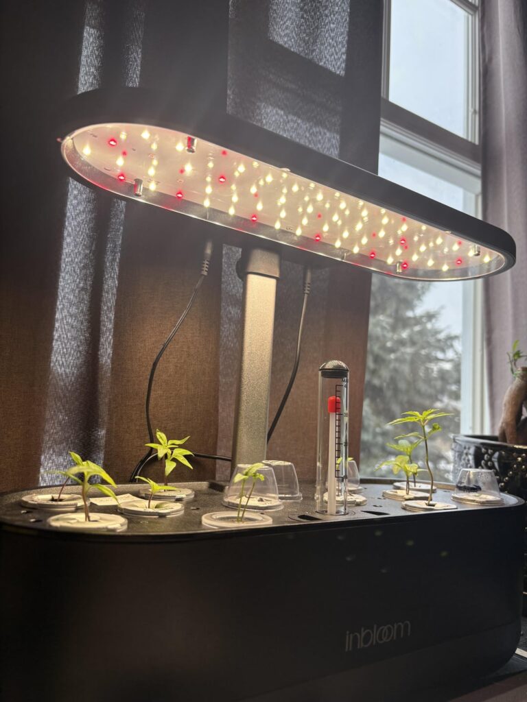 Hydroponic pepper set up