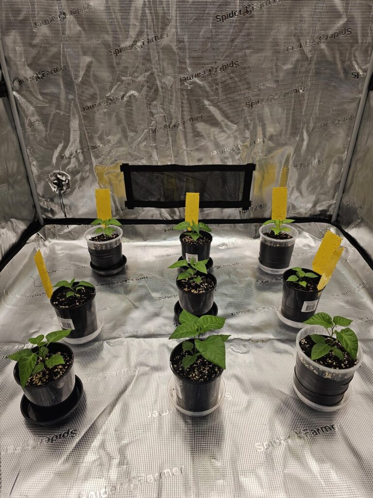 What % and distance would you have the light for reapers this size? 4×4 tent (SE5000 480w light) What % and distance would you have the light for reapers this size? 4x4 tent (SE5000 480w light)