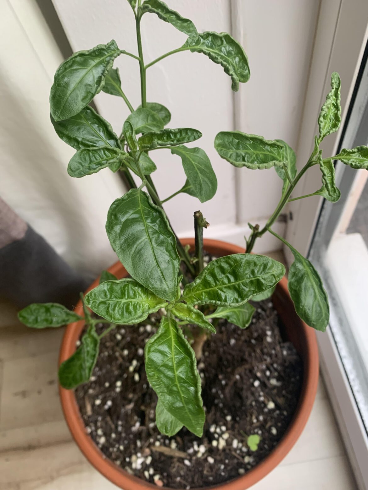 Why are my overwintered plants leaves curling