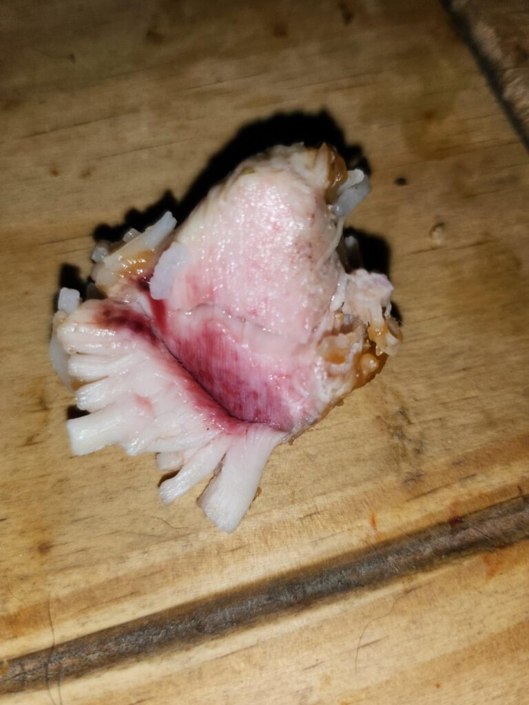 What's up with this cooked piece of chicken breast, cancer? Is it safe to eat?