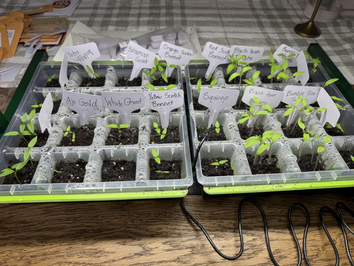 First time doing seeds, tips welcome