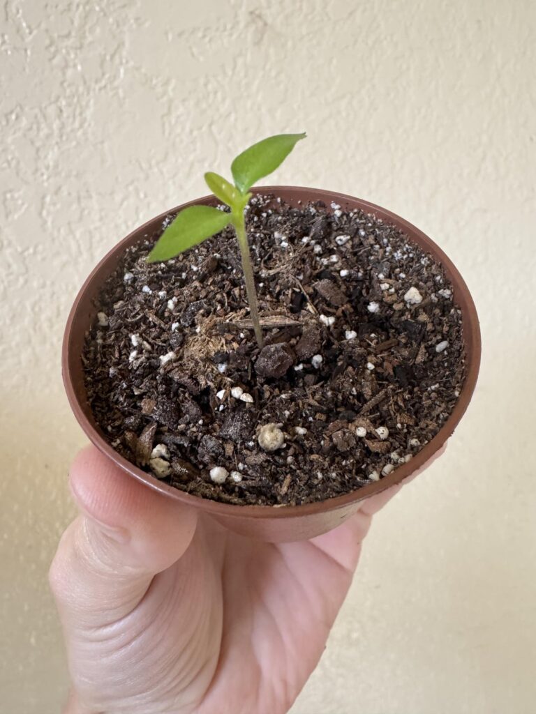 One week progress of my 7 pot red brainstrain 🙂