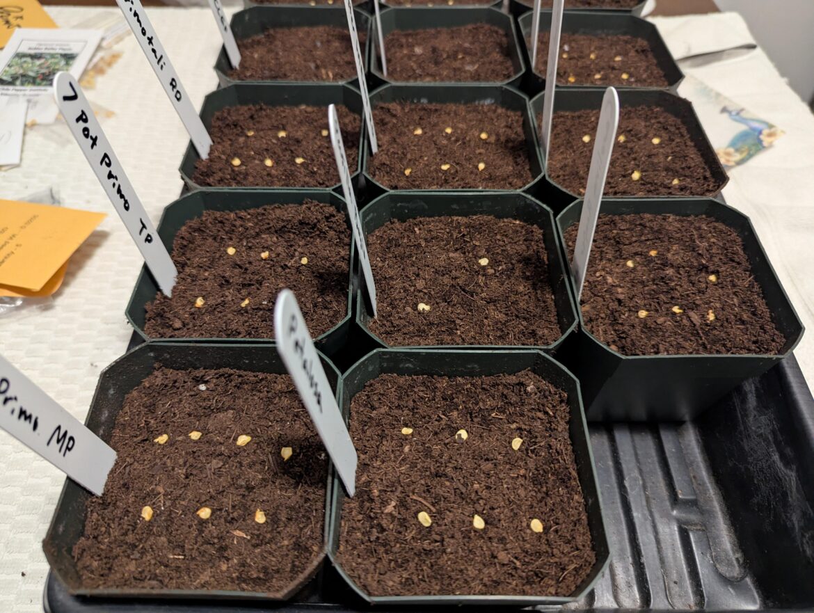 The best ways to sow seeds?