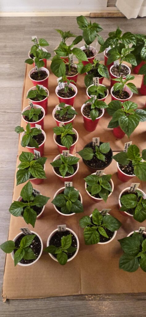 My first batch of pepper seedlings are thriving! I am so proud of how well they are doing so far.