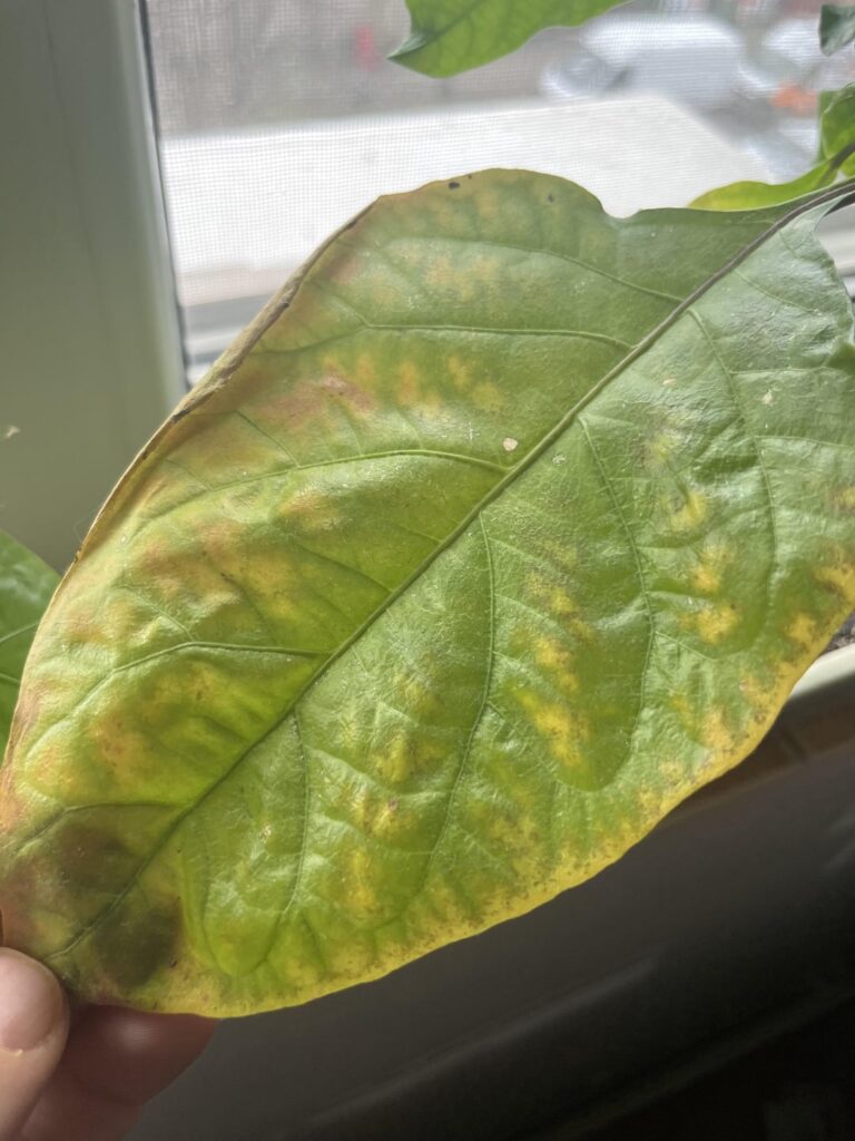 Help for diagnosis Help for diagnosis