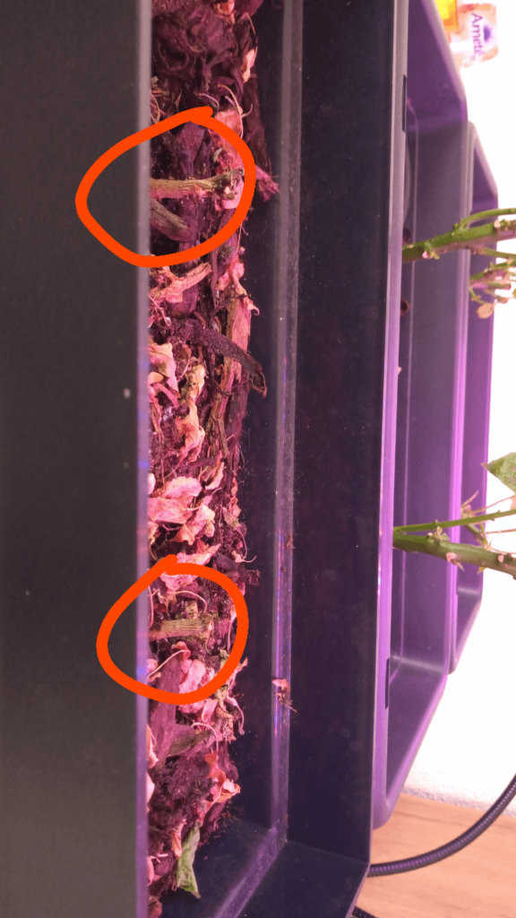 After heavy pruning, my birdeyes seem to not be growing.