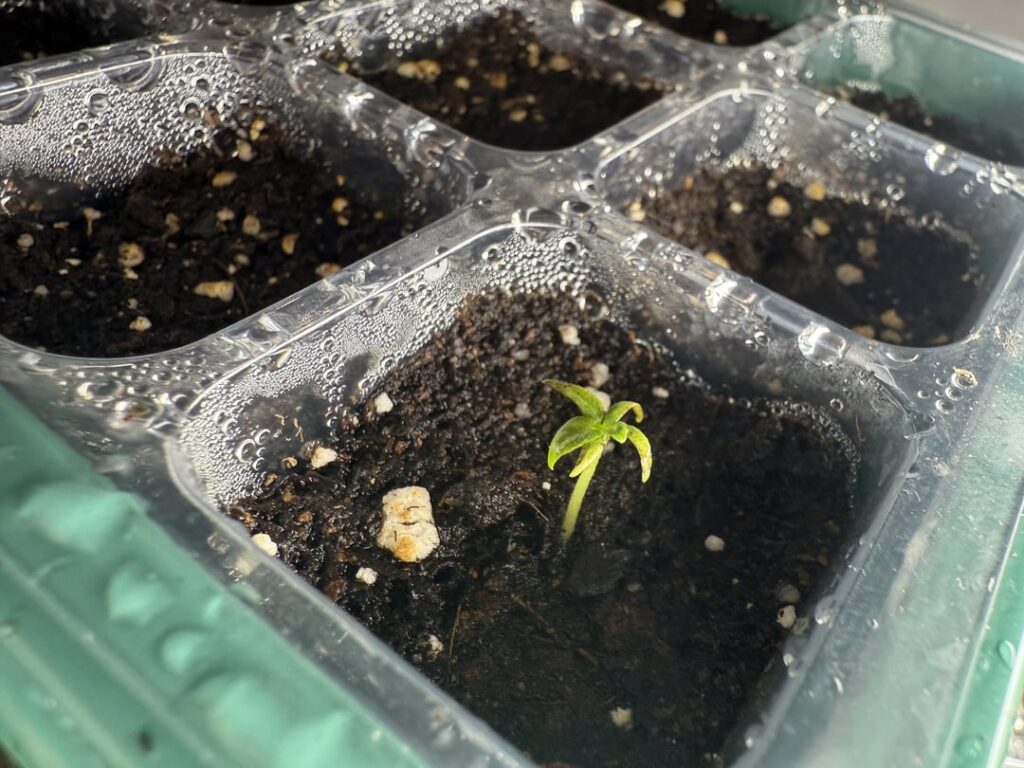 Is this normal ? One stem six leaves