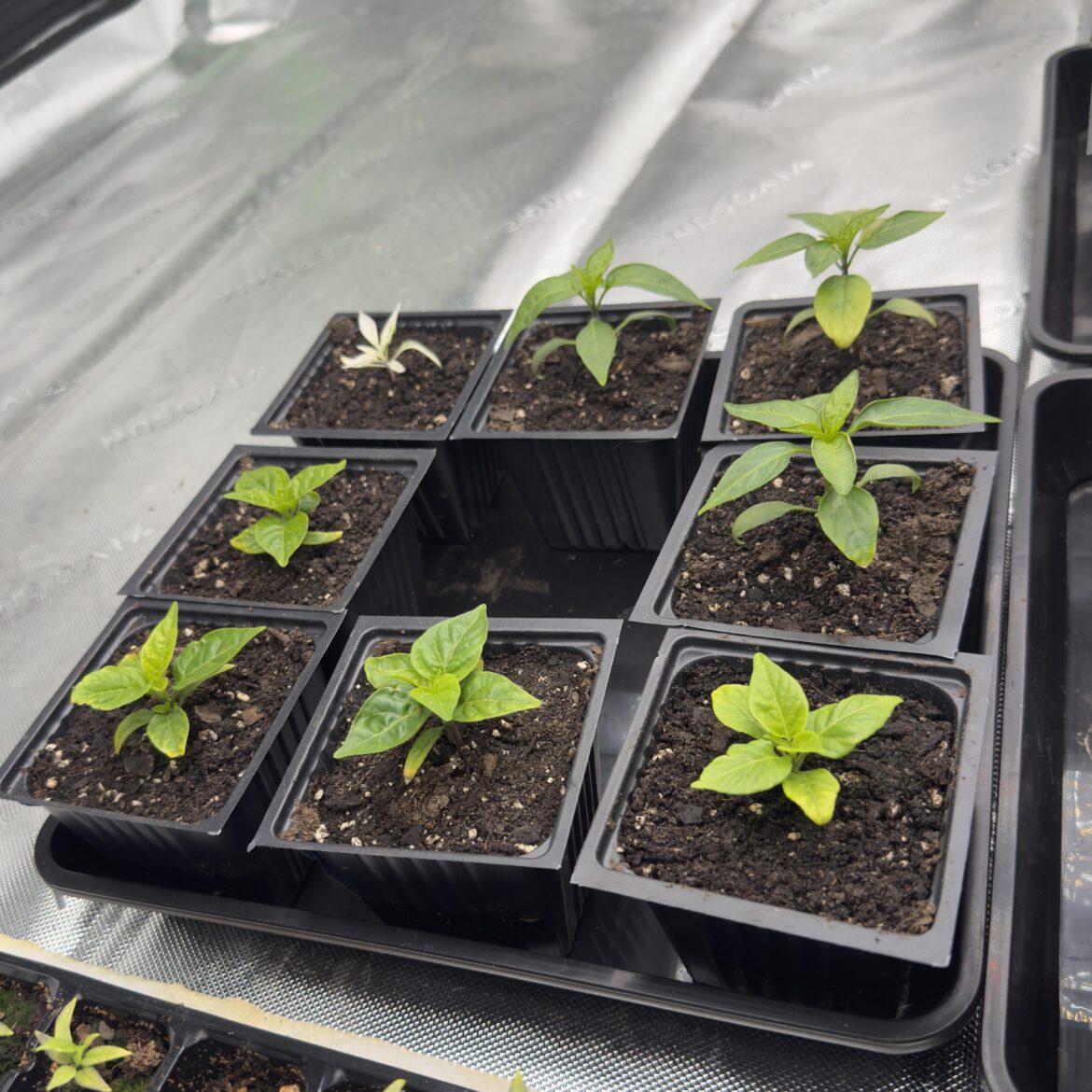 First time growing from seeds, how am I doing? First time growing from seeds, how am I doing?