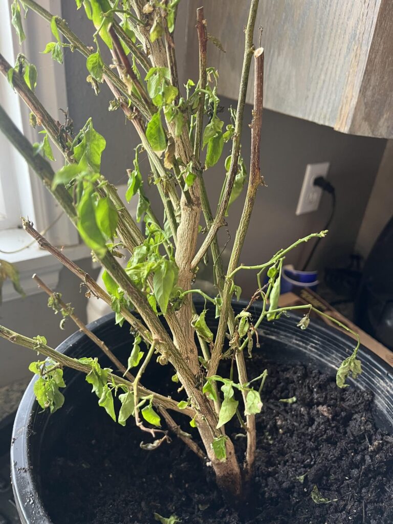 I over fertilized  my plants, will they survive.