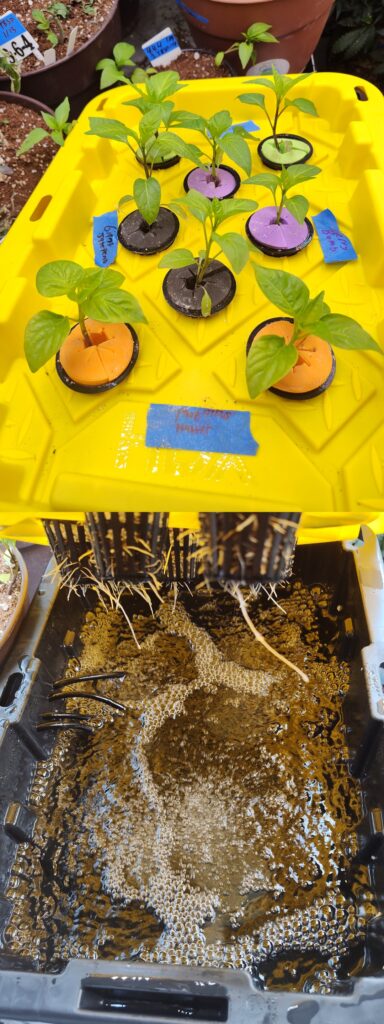 Anyone else run DWC Hydro For Peppers?