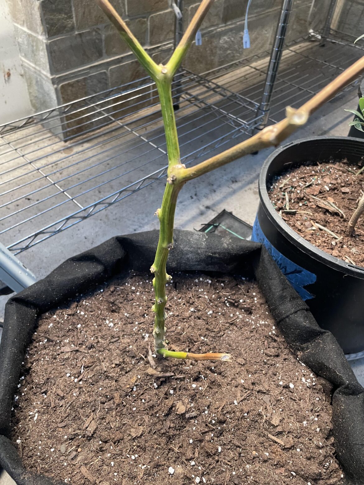 Overwintered plant not coming out of hibernation once moved to greenhouse, should I apply a fertilizer? I have master blend and cal mag. Any suggestions?