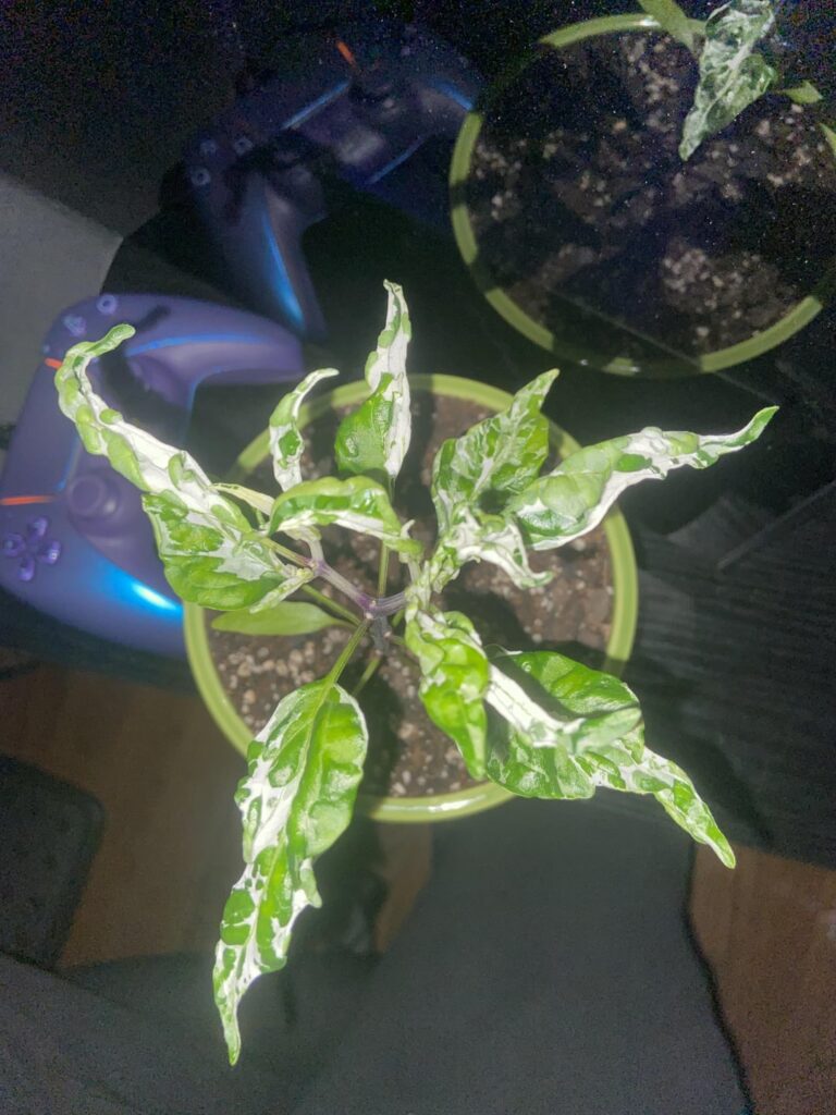 First time mattapeño grower, are the leaves supposed to form into this wacky shape?
