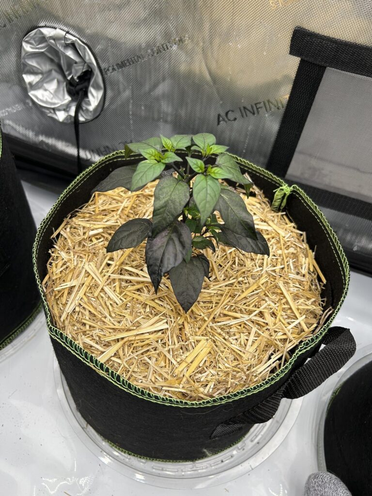 Grow tent action Grow tent action
