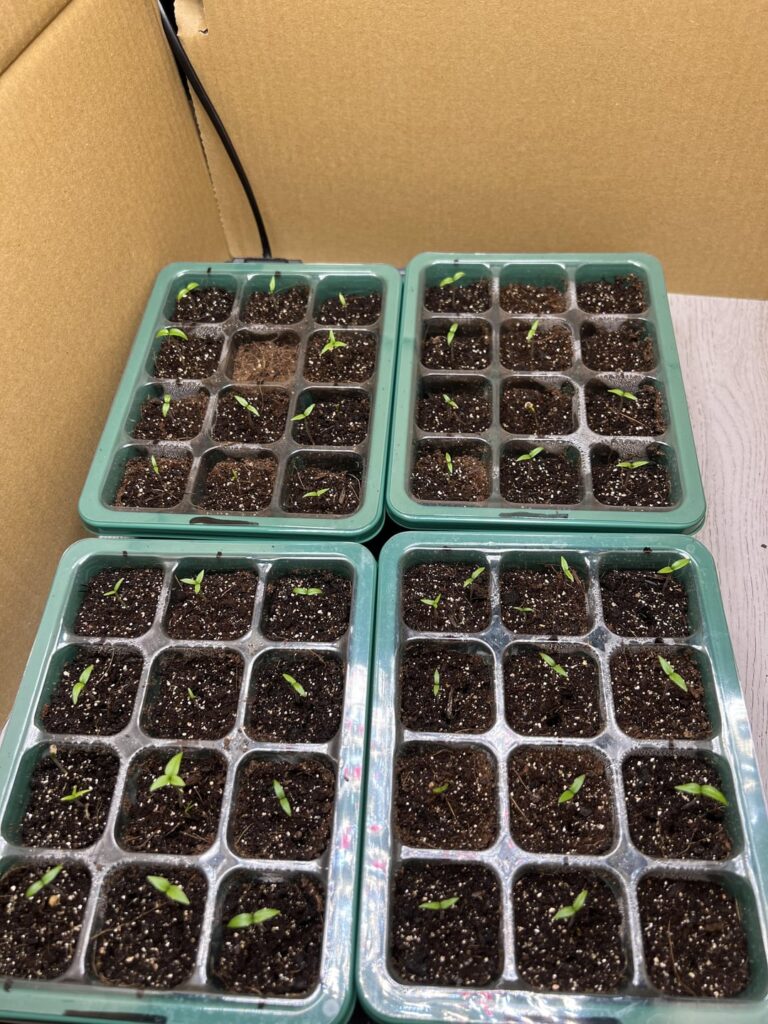 Reaper plants development