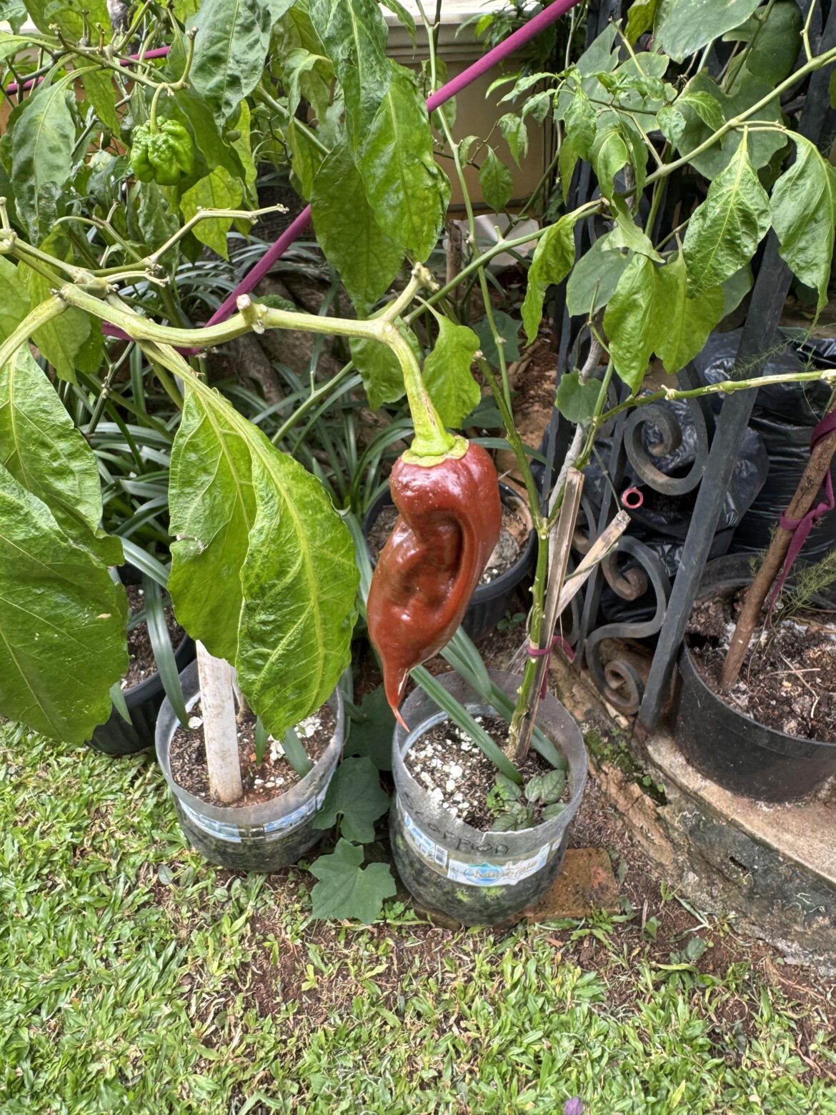 Jim duffy's claim of Sweet scorpion. What is it?