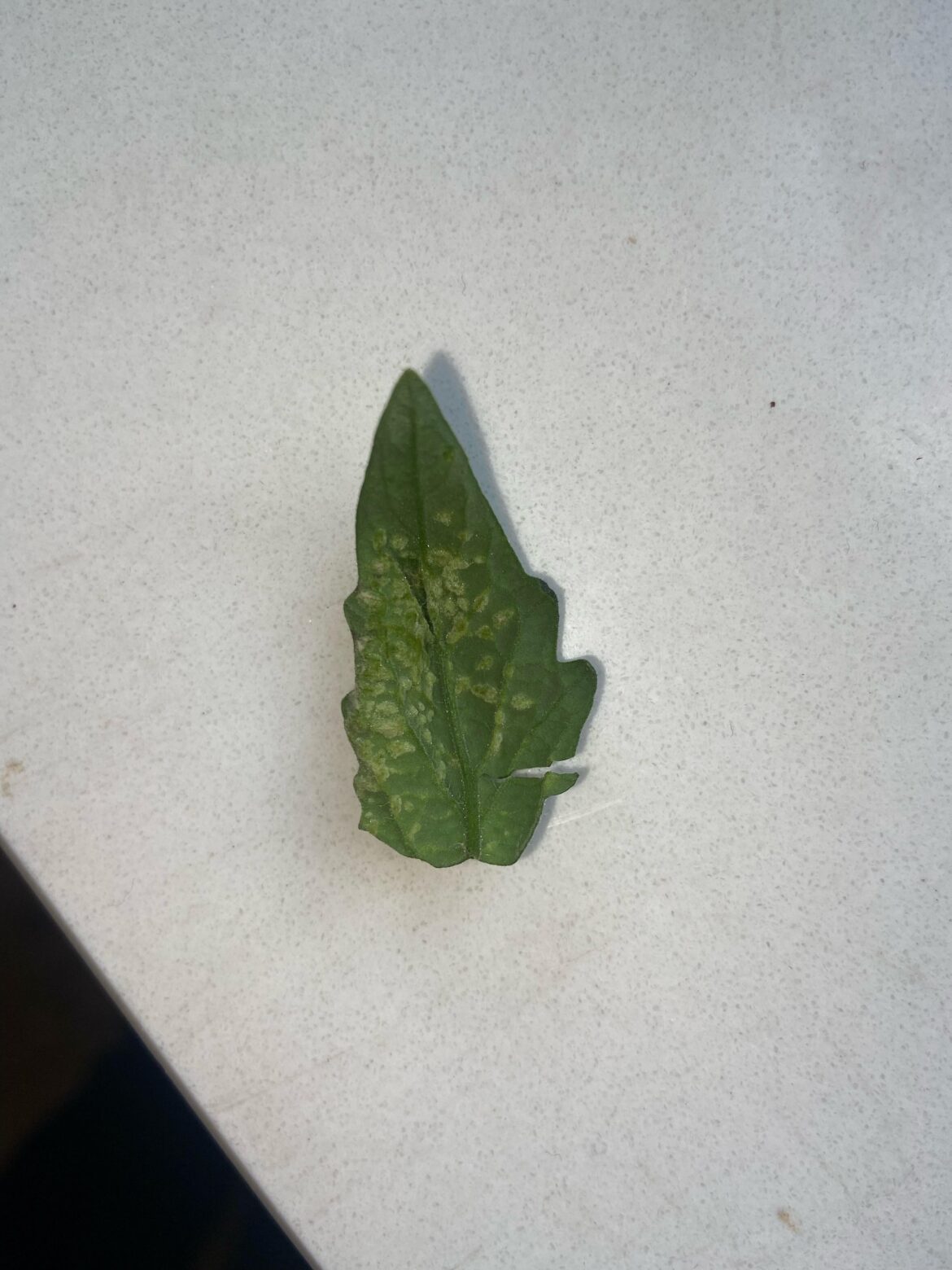 Underside of an indigo rose tomato leaf.. they all curl inwards and the oldest most „infected“(?) ones dry out completely. It’s a clone from last summer kept alive in my tent. What might this be?