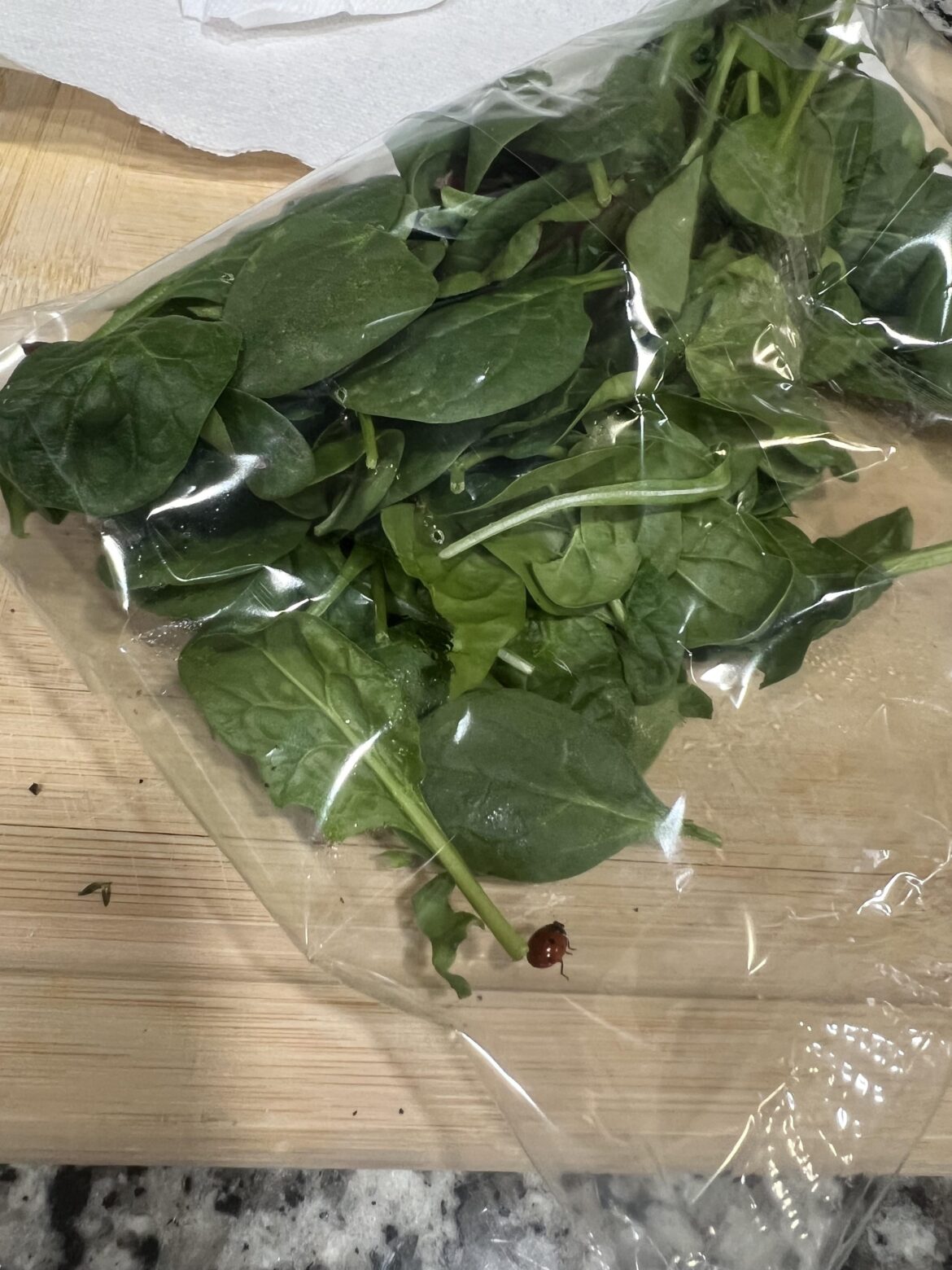 Live Ladybug in my greens