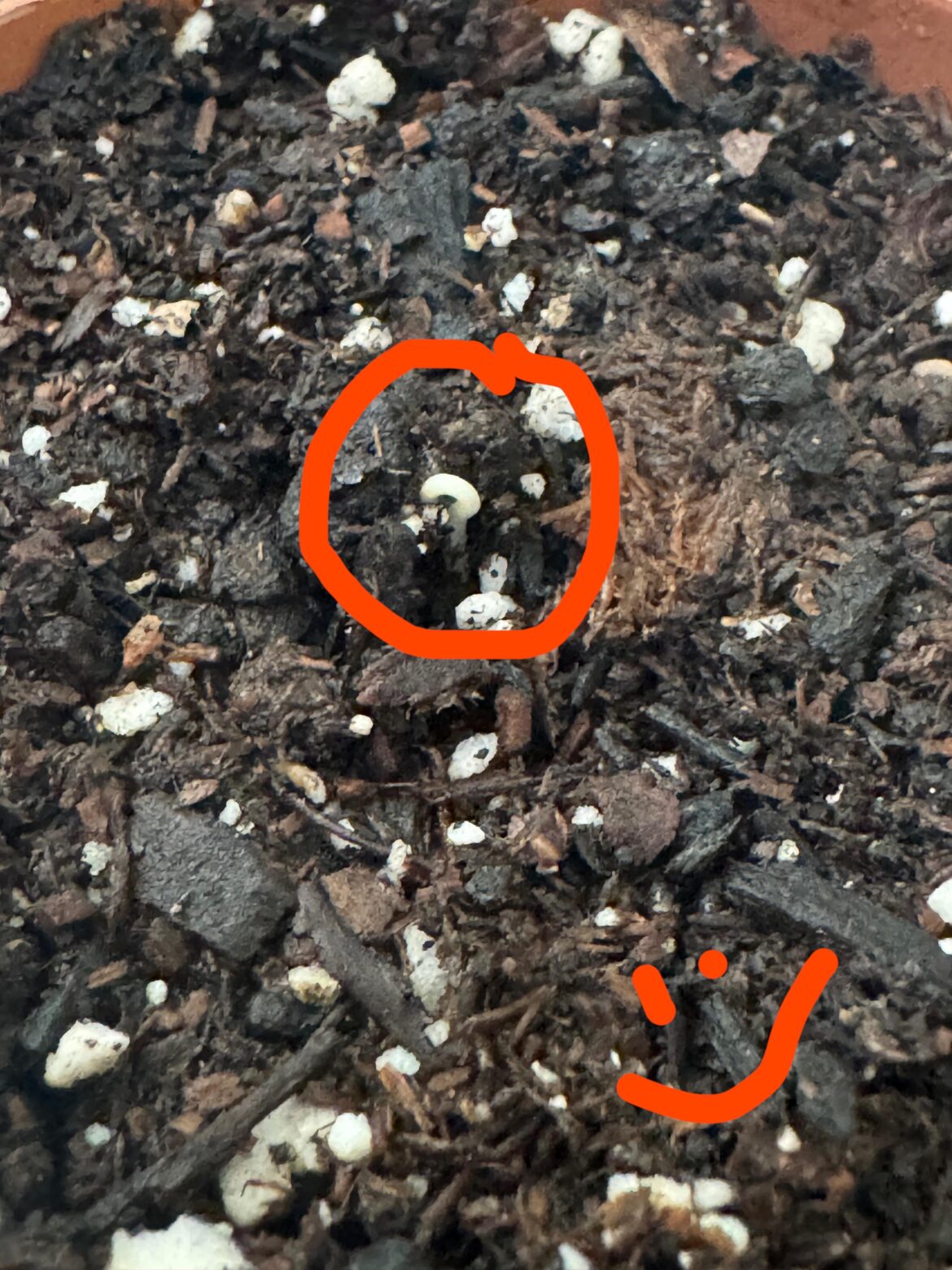 Dear Diary, it’s been 6 long days since I planted that se — WHAT IS THAT?!?!