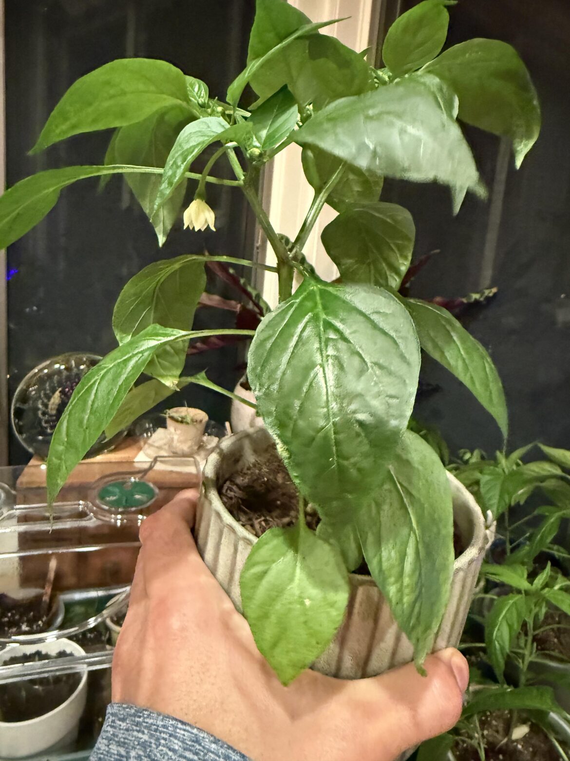 My peppers are flowering. Who’s going to pollinate them?