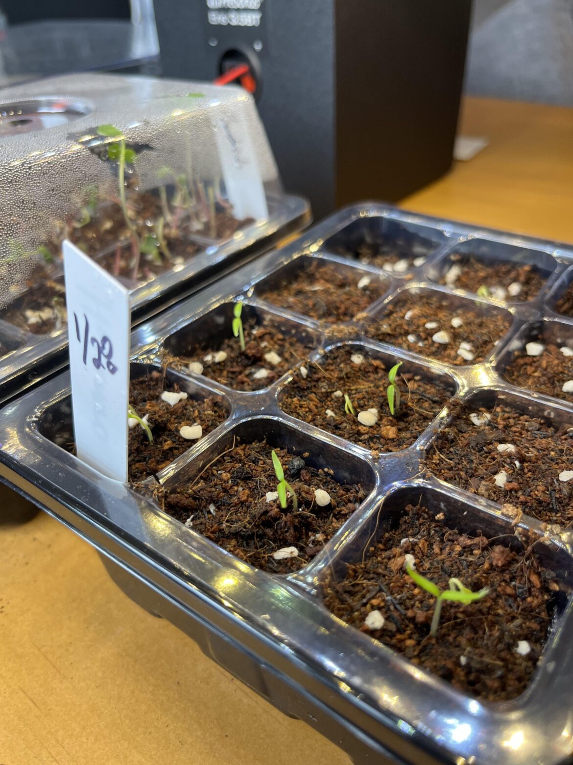 These guys finally sprouted yesterday, first time growing peppers.